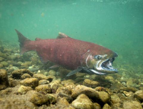 Chinook salmon Chinook salmon