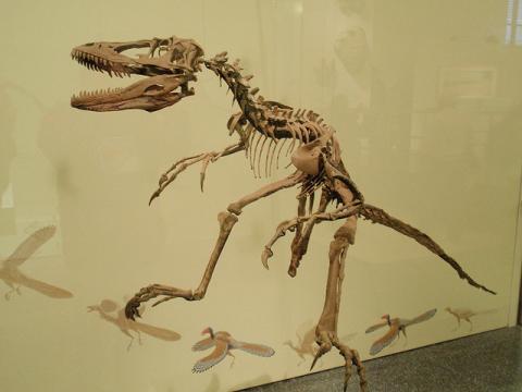 Coelophysis fossil Coelophysis fossil