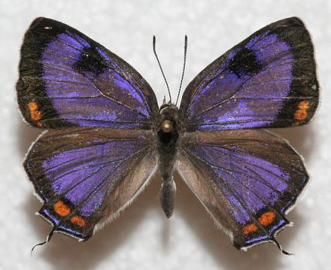 Colorado Hairstreak Butterfly Colorado Hairstreak Butterfly