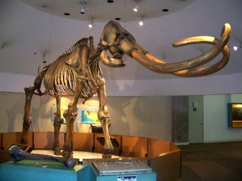 Columbian mammoth fossil Columbian mammoth fossil