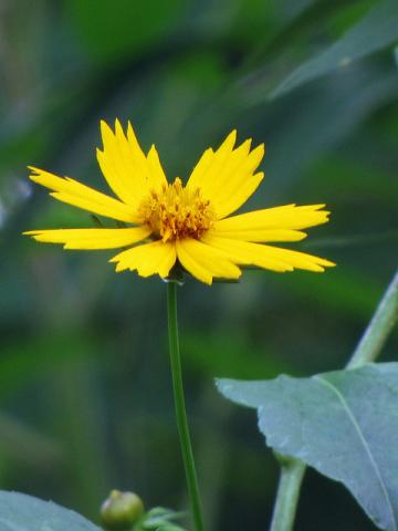 Coreopsis Coreopsis
