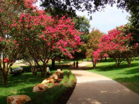 Crape Myrtle in Austin, Texas Crape Myrtle in Austin, Texas