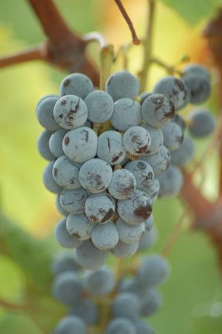 Cynthiana grapes Cynthiana grapes