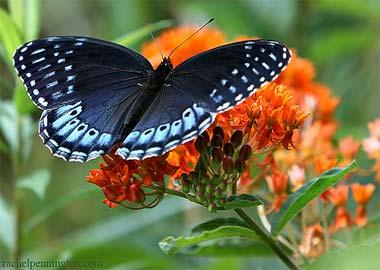 Female Diana Fritillary butterfly