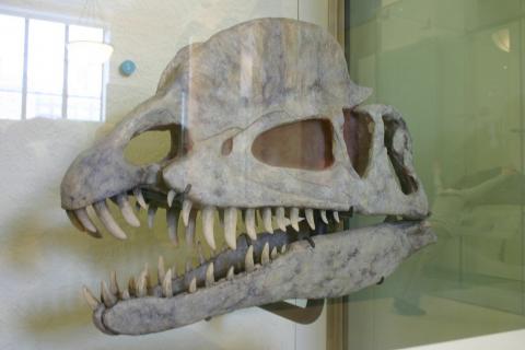 Dilophosaurus 
