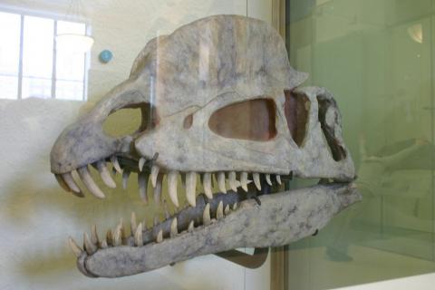 Dilophosaurus Dilophosaurus
