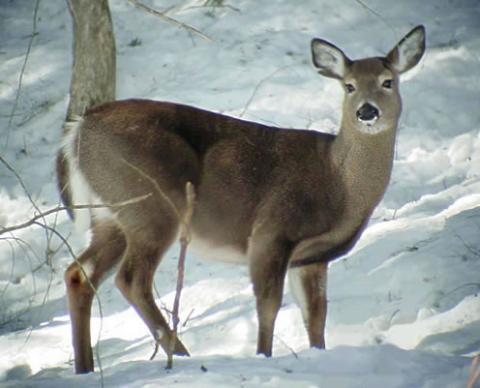 White-tailed deer doe White-tailed deer doe