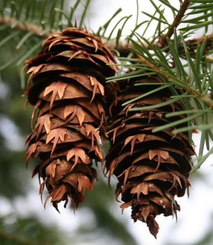 Douglas fir pine cones Douglas fir pine cones