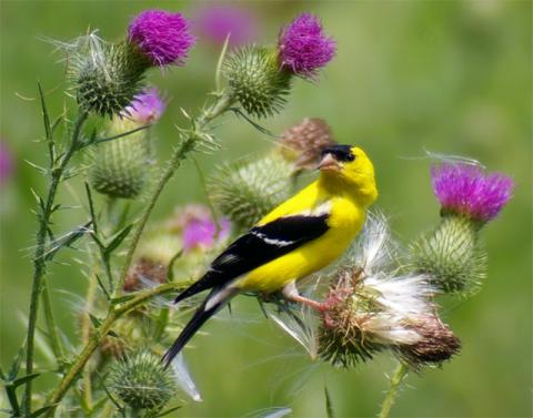 Male eastern goldfinch Male eastern goldfinch