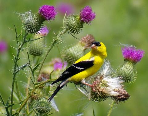 Eastern goldfinch Eastern goldfinch