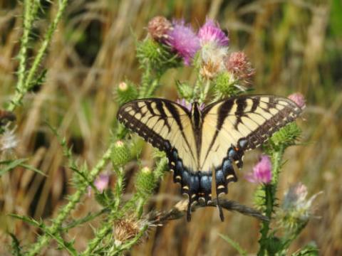 Alabama State Butterfly Image of Eastern Tiger Swallowtail, the official state butterfly of Alabama