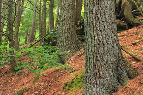 White pine tree trunks Eastern white pine tree trunks