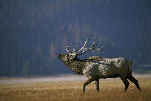 Elk bugling in Arkansas