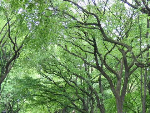 American elm trees American elm trees
