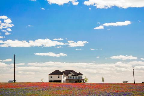 Field of flowers in Ennis TX Field of flowers in Ennis TX
