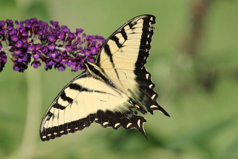 Eastern tiger swallowtail butterfly Eastern tiger swallowtail butterfly