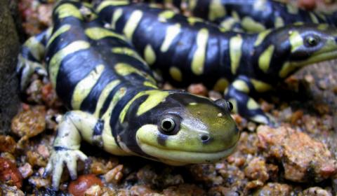 Illinois State Amphibian | Eastern Tiger Salamander