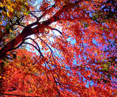 Fall foliage near Boston