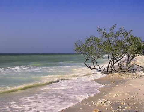 Florida beach Florida beach - Honeymoon Island, Dunedin, Pinellas County.