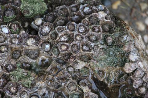 Fossil coral Lithostrotionella
