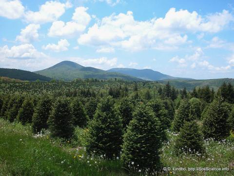 Fraser Fir Christmas trees in the mountains of North Carolina