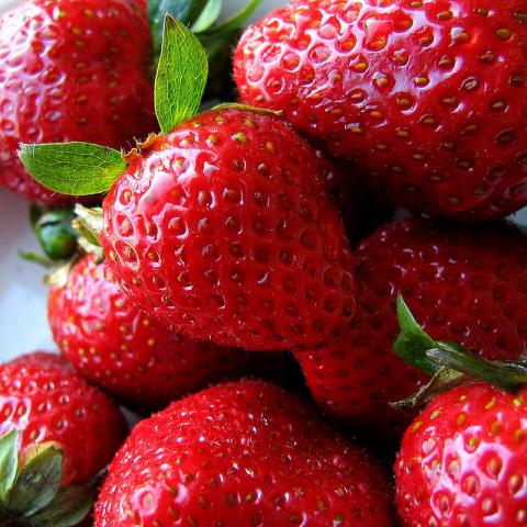 Louisiana State Fruit | Strawberry