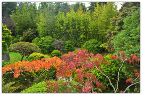 Japanese garden in Golden Gate Park