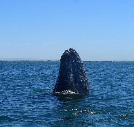 Gray whale "showing off" Gray whale "showing off"