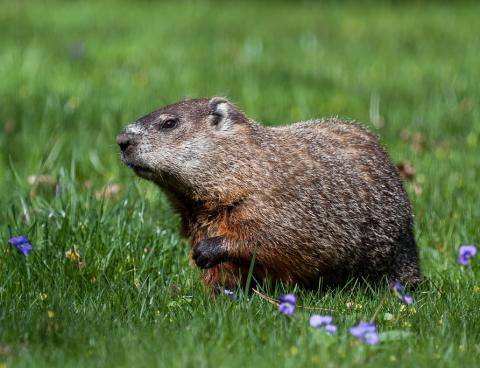 Groundhog Groundhog or woodchuck