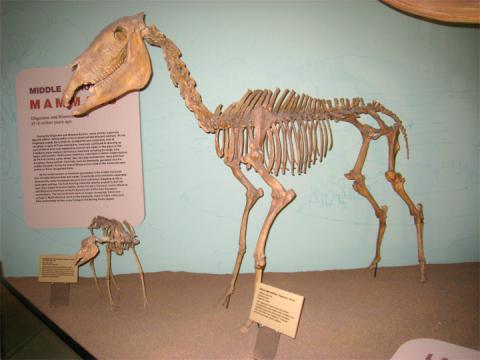 Hagerman horse fossils Hagerman horse fossils