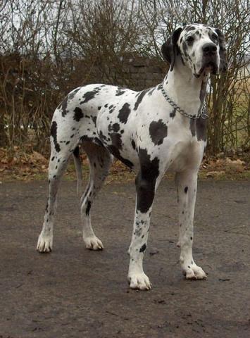 Harlequin Great Dane Harlequin Great Dane