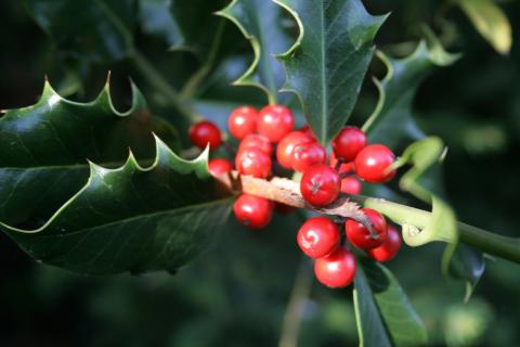 Holly berries Holly berries