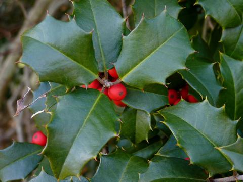 American holly American holly