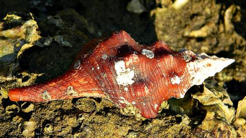 Florida horse conch Young Florida horse conch (Triplofusus giganteus), North Palm Beach, Florida