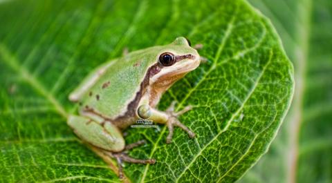 Photo taken by Vivipro of an Arizona Tree Frog - Hyla eximia