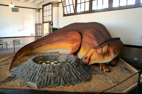 Hypsibema missouriense Model of Hypsibema missouriense