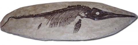 Ichthyosaurus fossil
