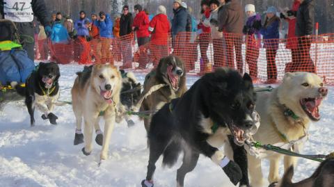 Iditarod 2013 Iditarod 2013