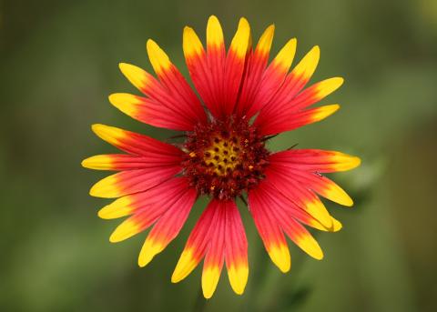 Indian blanket Indian blanket wildflower