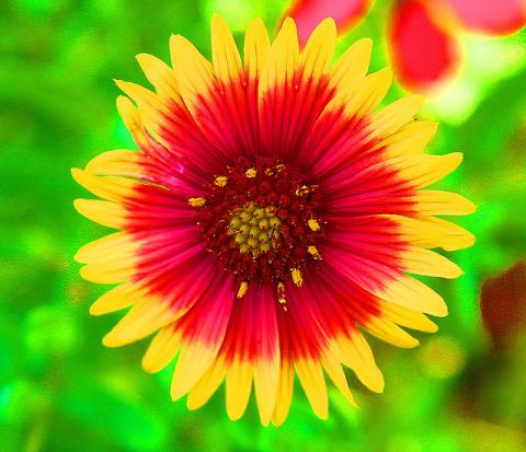 Indian blanket wildflower Indian blanket wildflower