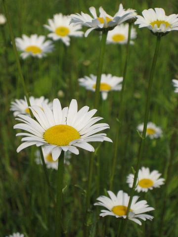Indiana daisies Indiana daisies