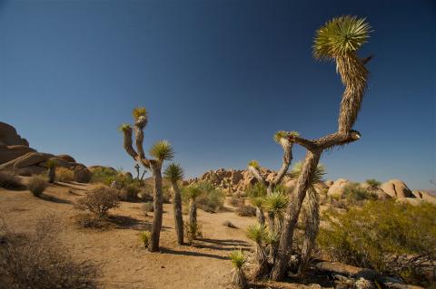 Joshua Tree National Forest Joshua Tree National Forest