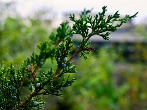 Eastern red cedar - Juniperus virginiana