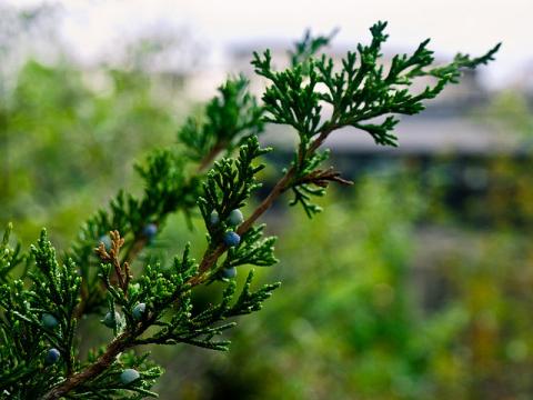 Eastern red cedar Eastern red cedar - Juniperus virginiana