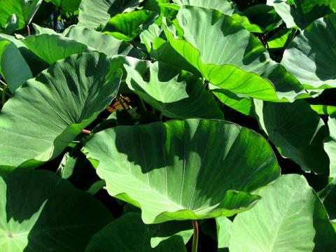 Taro leaves Taro leaves (kalo)