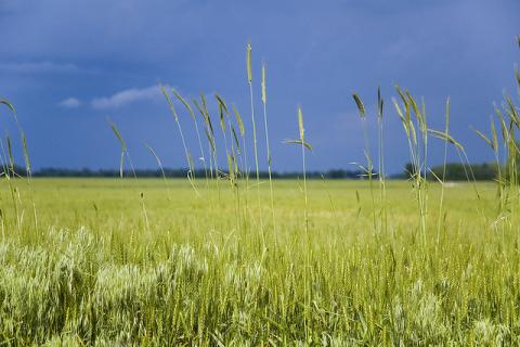 Kansas wheat Kansas wheat