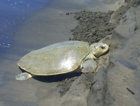 Kemps ridley sea turtle