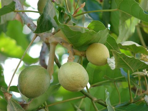 Green nuts on Kukui tree