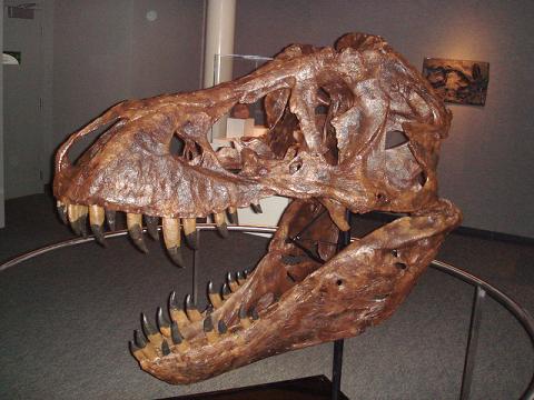 T-rex skull in the lobby of LA Science museum