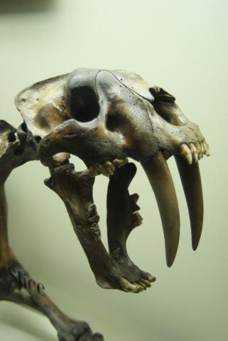 Smilodon fossil at La Brea Tar Pits Smilodon fossil at La Brea Tar Pits
